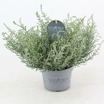 Olearia lepidophylla