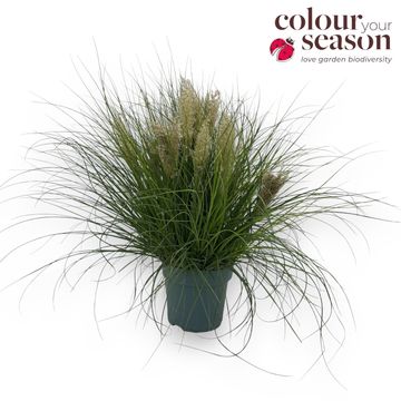 Cortaderia selloana TINY PAMPA