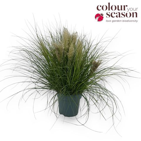 Cortaderia selloana TINY PAMPA