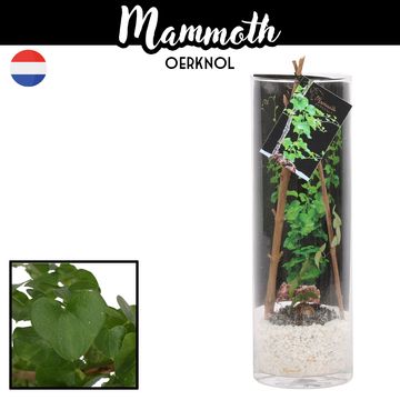 Dioscorea elephantipes