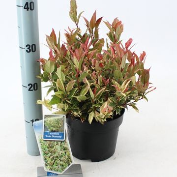 Leucothoe 'Color Diamond'