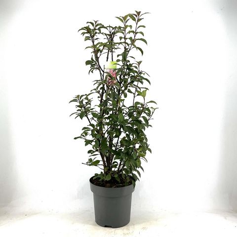 Viburnum x bodnantense 'Dawn'