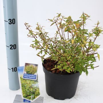 Abelia x grandiflora HAPPY DAYDREAM