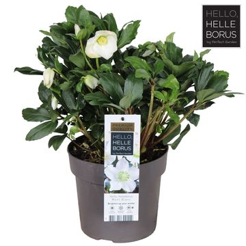 Helleborus niger 'Mont Blanc'