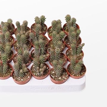 Cylindropuntia fulgida