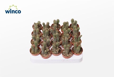 Cylindropuntia fulgida