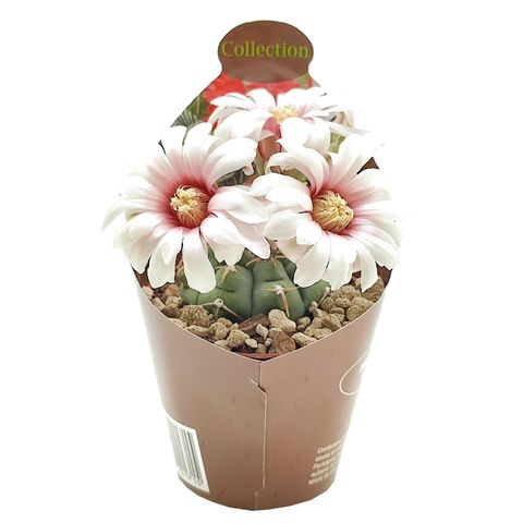 Gymnocalycium vatteri