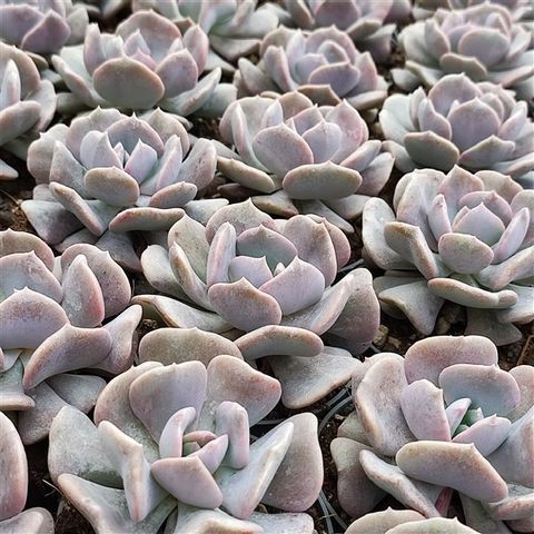 Echeveria 'Cubic Frost'