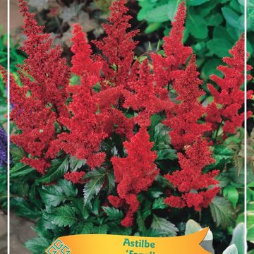 Astilbe 'Fanal'