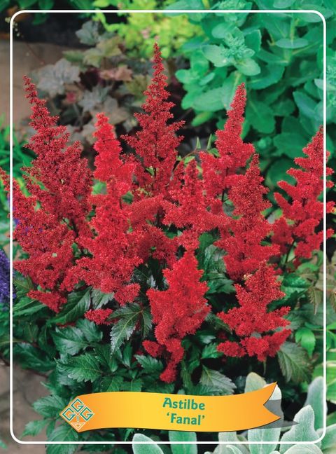 Astilbe 'Fanal'