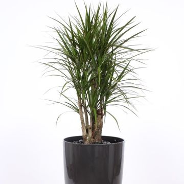 Dracaena marginata