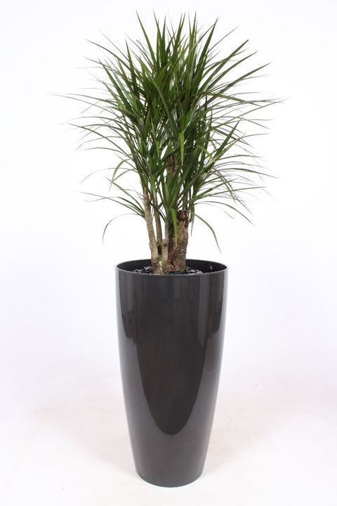 Dracaena marginata