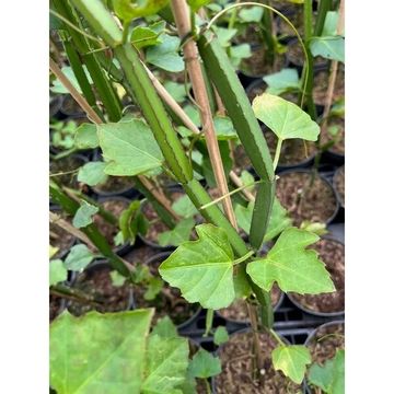 Cissus quadrangularis