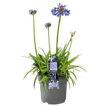 Agapanthus EVERPANTHUS EVER SAPPHIRE