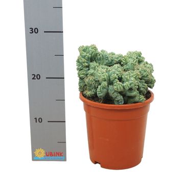 Myrtillocactus geometrizans cristata