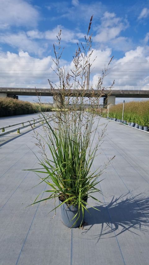 Molinia arundinacea JS WITCHES BROOM