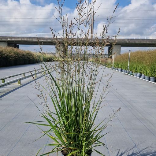 Molinia arundinacea JS WITCHES BROOM