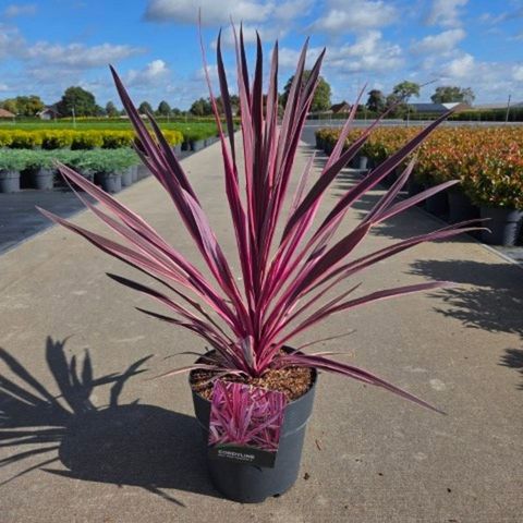 Cordyline australis PINK PASSION