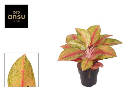 Aglaonema 'Gala Red'