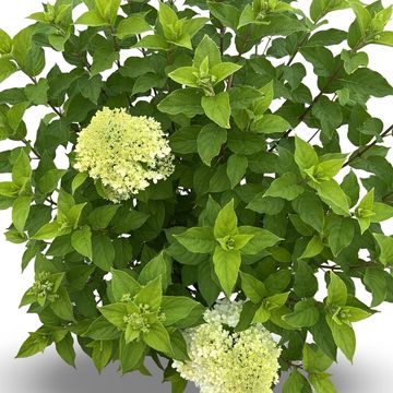 Hydrangea paniculata 'Limelight'
