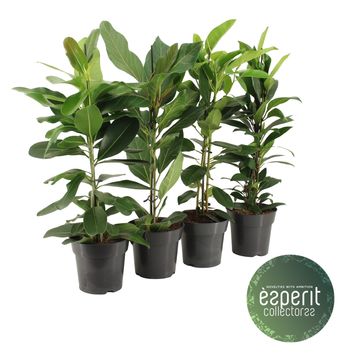 Ficus MIX