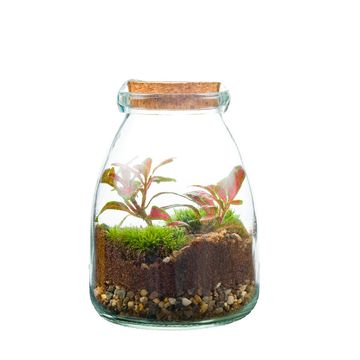Arrangement Terrarium