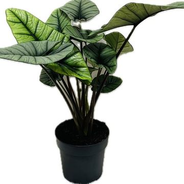 Alocasia 'Platinum'
