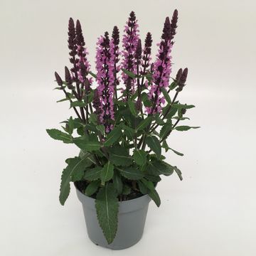 Salvia nemorosa SENSATION DEEP ROSE