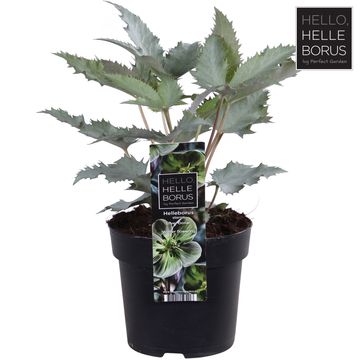 Helleborus x sternii 'Silver Dollar'