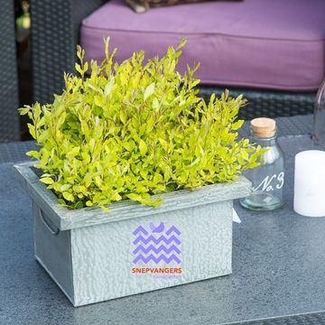 Ligustrum ovalifolium 'Lemon and Lime'