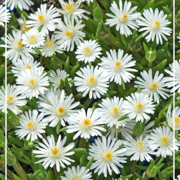 Delosperma 'Graaf Reinet'