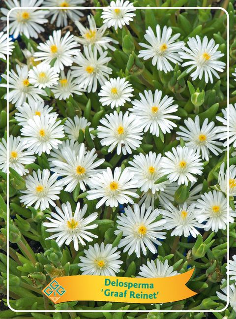 Delosperma 'Graaf Reinet'