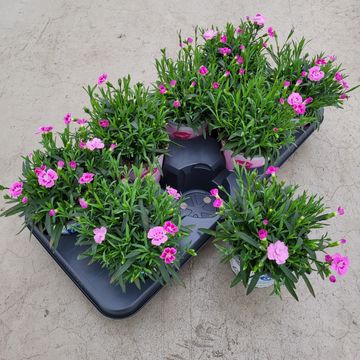 Dianthus PINK KISSES