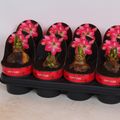 Hippeastrum 'Exposure'