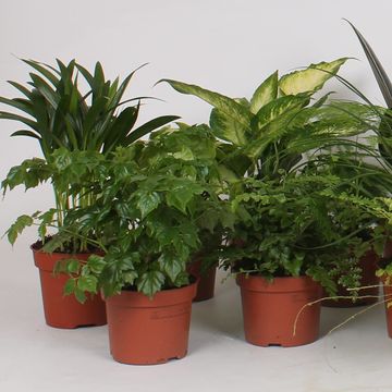 Houseplants MIX