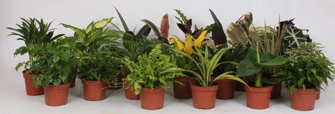 Кімнатні рослини MIX