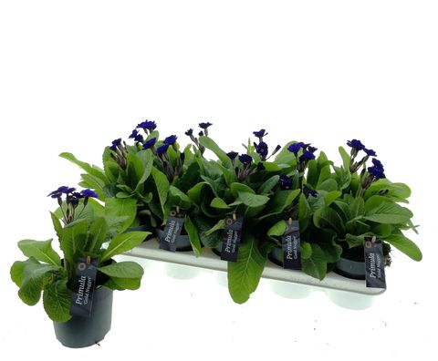 Primula 'Gold Nugget Light Purple'