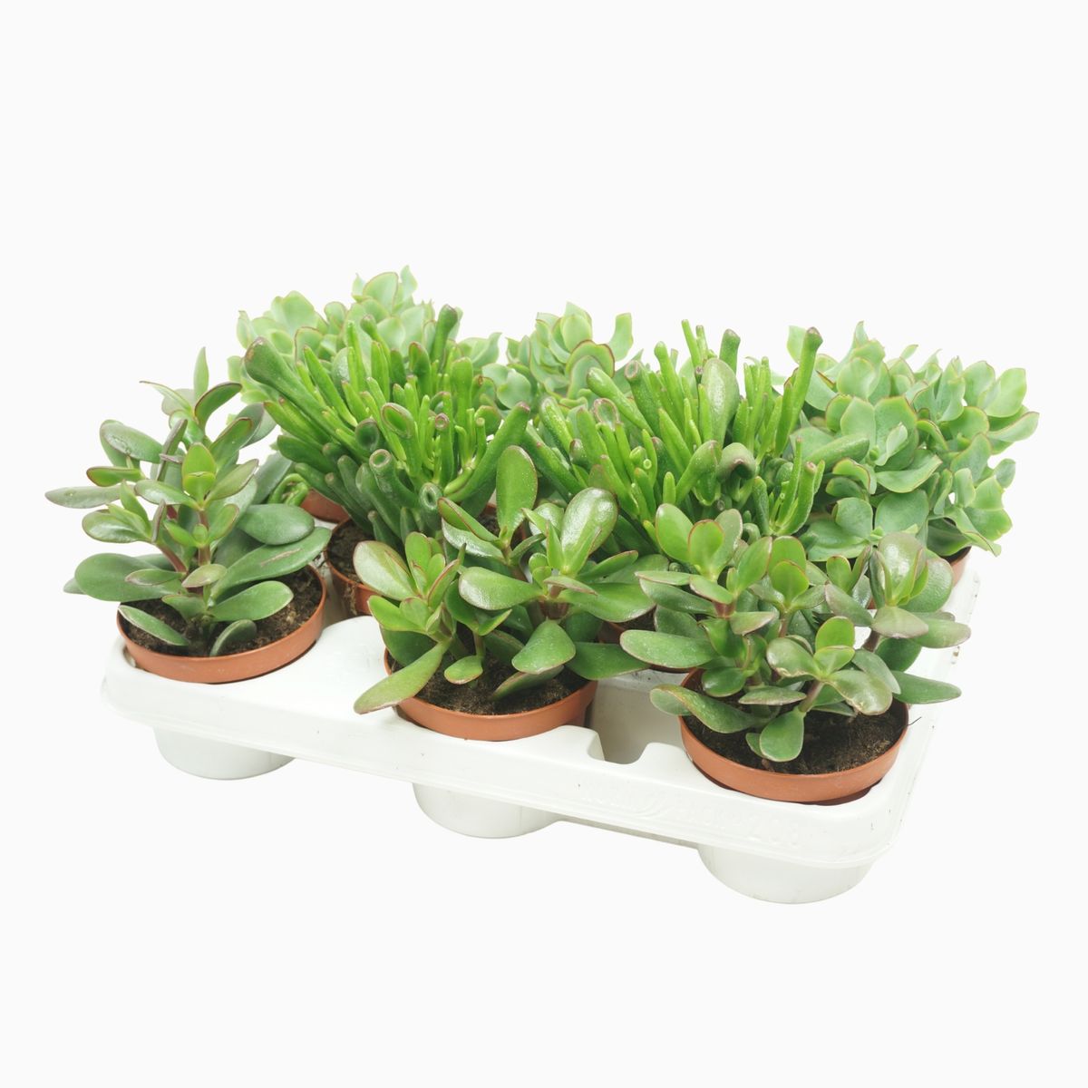crassula-mix-floraccess