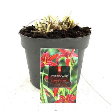 Hemerocallis 'Sammy Russell'