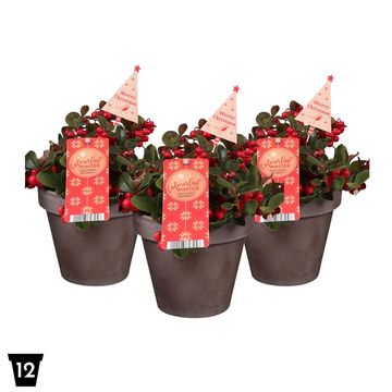 Gaultheria procumbens BIG BERRY