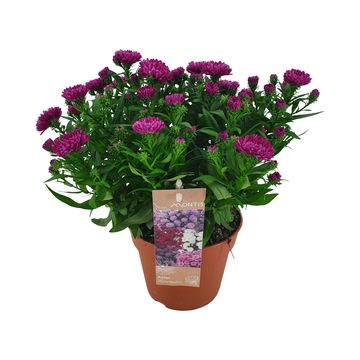 Aster SHOWMAKERS MAGENTA