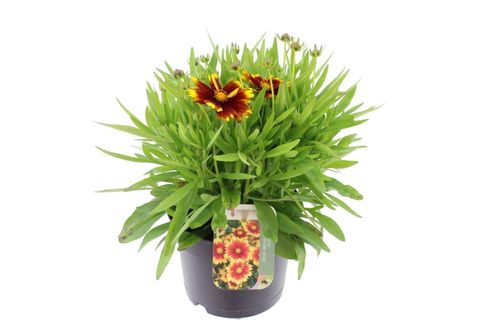 Coreopsis UPTICK GOLD & BRONZE