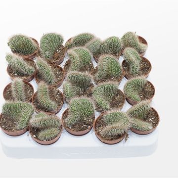 Nyctocereus serpentinus cristata