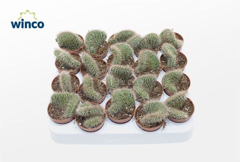 Nyctocereus serpentinus cristata