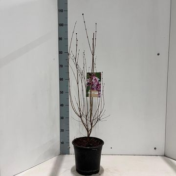 Syringa microphylla 'Superba'