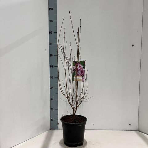 Syringa microphylla 'Superba'