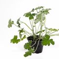 Pelargonium tomentosum