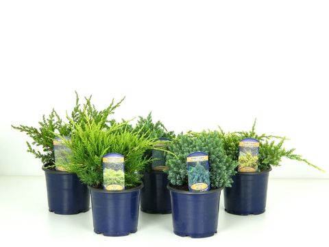 Juniperus MIX