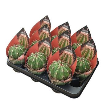 Melocactus concinnus