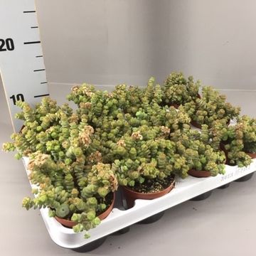 Crassula 'Hottentot'